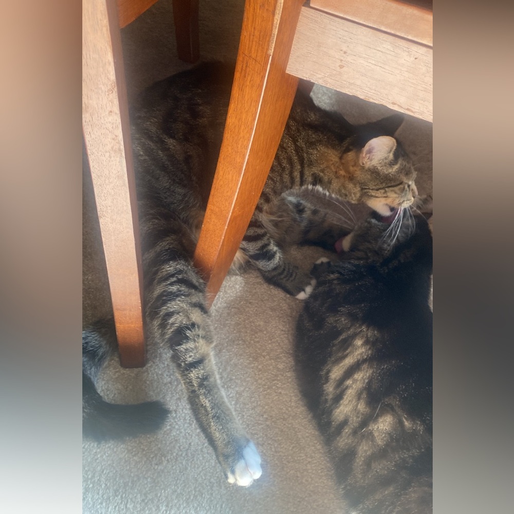 freddy - Picture 5 of 16